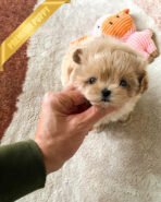 PEANUT - MALE (PURCHASED by MISTY) - Image 2