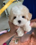 BEAU - MALE (PURCHASED by APURVA) - Image 2