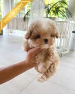 LYRA - FEMALE (PURCHASED by HANA) - Image 2