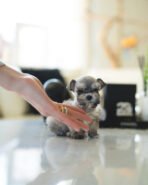 MOLLY - FEMALE (PURCHASED by NOUF)