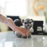 MOLLY - FEMALE (PURCHASED by NOUF)