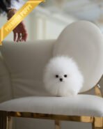 GLACIER - MALE (PURCHASED by MAKITA)