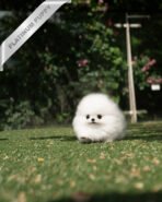 MOCHI - FEMALE (PURCHASED by LILLIANE) - Image 2