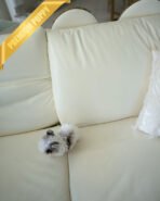 AARON - MALE (PURCHASED  by JOKE) - Image 5