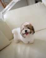 TAFFY - FEMALE (PURCHASED by DEDDY)