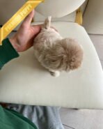 ANGUS - MALE (PURCHASED by JACQUELINE) - Image 8