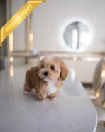 MOCHI - FEMALE (PURCHASED by ISABELLA) - Image 4