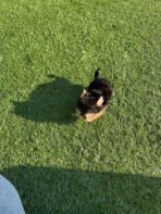 TOBY - MALE (PURCHASED by TESSA) - Image 10