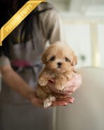 LYRA - FEMALE (PURCHASED by JENNIFER) - Image 3