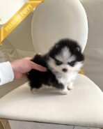 KODA - MALE (PURCHASED by KELLY) - Image 2