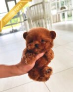 ZIGGY - FEMALE (PURCHASED by LINDSAY) - Image 2