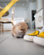 CHESTER - MALE (PURCHASED by HWANG) - Image 4