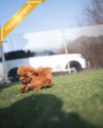 JESSICA - FEMALE (PURCHASED by MARIE) - Image 2