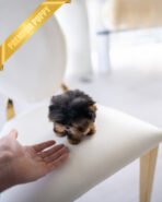 MAGGIE - FEMALE  (PURCHASED by YUKI) - Image 4