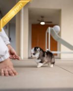 AUTUMN - FEMALE (PURCHASED by ITALIA) - Image 3