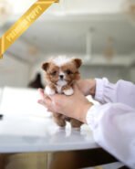 AGGIE- FEMALE (PURCHASED by KIM)