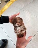 MOCHA - FEMALE(PURCHASED by CHANEL)