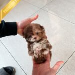 MOCHA - FEMALE(PURCHASED by CHANEL)