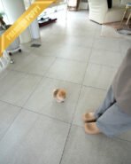 POMY - FEMALE (PURCHASED by ERIKA) - Image 5