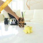 MILO - MALE (PURCAHSED by ANTHONY)