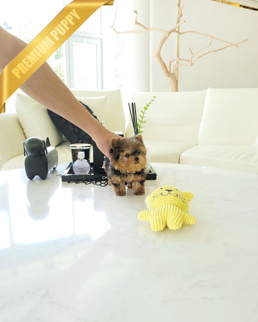 1_708cc32d-6dc8-4382-87e8-bf968c222b64.jpg MILO - MALE (PURCAHSED by ANTHONY) - Image 1