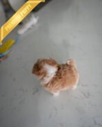 BISCUIT - MALE (PURCHASED by RYAN) - Image 5