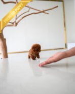 VELVET - FEMALE (PURCHASED by GUILHERME) - Image 7