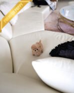 SAMMY - MALE (PURCHASED by NIMESH) - Image 3