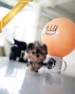 ZOEY - FEMALE (PURCHASED by LAUR)