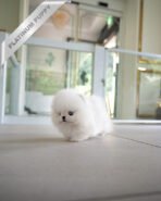 KYLE - MALE (PURCHASED by LEIRE) - Image 5