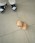 COPPER - MALE (PURCHASED by QUINTILIO) - Image 7