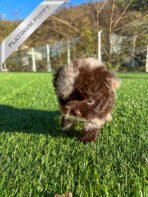 BEAU - MALE (PURCHASED by LEE) - Image 3