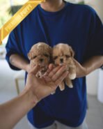 CAMILLE & OWEN - FEMALE & MALE (PURCHASED by ELVIRA)