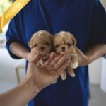 CAMILLE & OWEN - FEMALE & MALE (PURCHASED by ELVIRA)