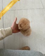 BELLA - FEMALE (PURCHASED by ARRON) - Image 4