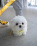 DUSTIN - MALE (PURCHASED by JAMES) - Image 2