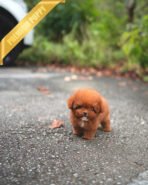 ISABELLA - FEMALE (PURCHASED by MAXIMILIAN)