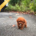 ISABELLA - FEMALE (PURCHASED by MAXIMILIAN)