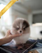 FERGUS - MALE (PURCHASED by JULIE)