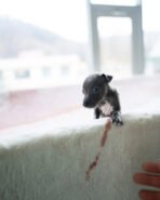 BAMBI - FEMALE (PURCHASED by DOMINIQUE) - Image 3