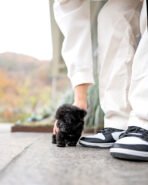 BAILEY - MALE (PURCHASED by TALEB) - Image 3