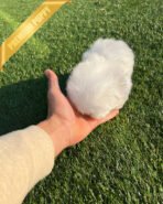 HANA - FEMALE (PURCHASED by TINA) - Image 7