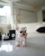 AGGIE - FEMALE (PURCHASED by TAMARA)