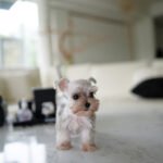 AGGIE - FEMALE (PURCHASED by TAMARA)