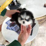 OSCAR - MALE (PURCHASED by HASAN)