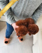 POODLES (PURCHASED by ADRIANA) - Image 4