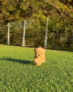 Mr. PICKLES - MALE (PURCHASED by CARY) - Image 4