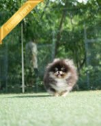 ONYX - MALE (PURCHASED by MARTYNA) - Image 2