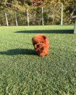 TIPPY - FEMALE (PURCHASED by STEPHANIE) - Image 3