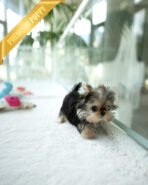 GRACE - FEMALE (PURCHASED by VALENTINA)